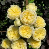 Роза плетистая Пилигрим (The Pilgrim)